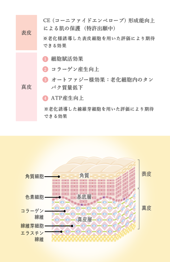 OHAROS BHBの肌への効果 説明画像