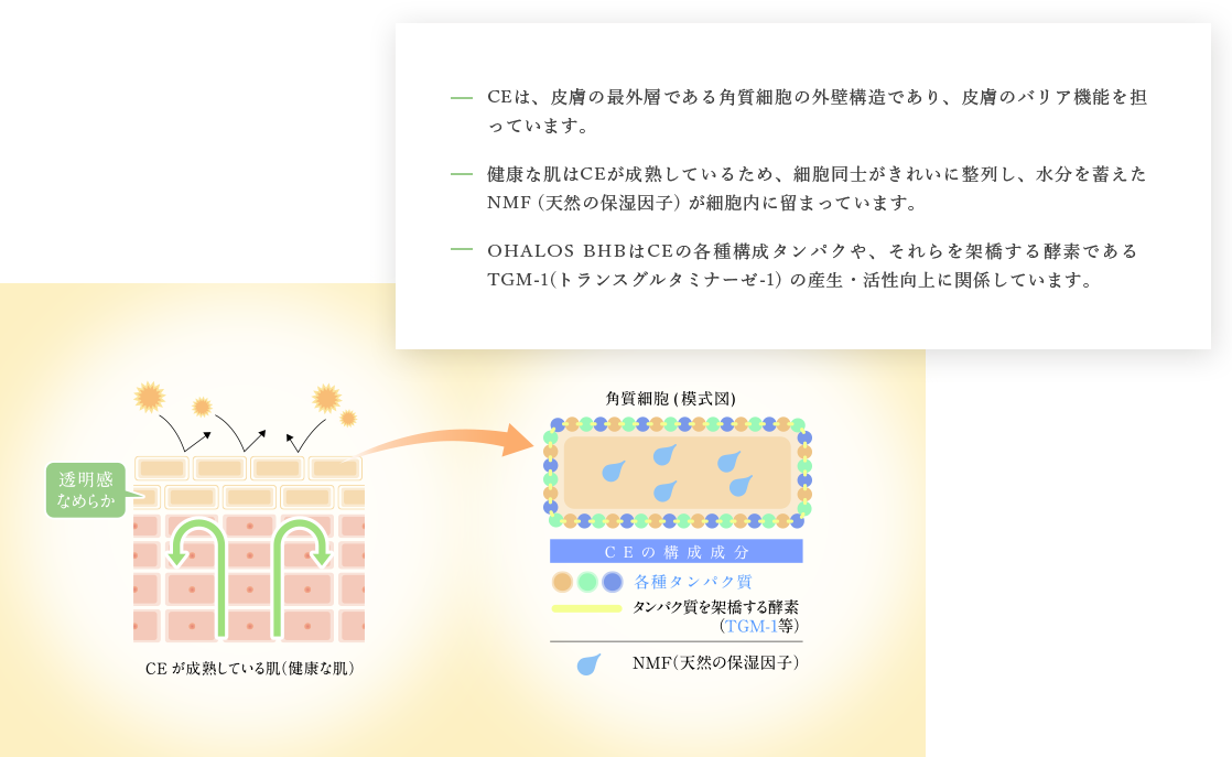 CEと肌のバリア機能 説明画像