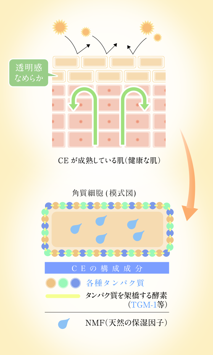 CEと肌のバリア機能 説明画像